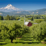 Little red barn in pear orchard with mount Hood in the background