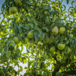 Green Anjou pears in an orchard on a tree brand at sunrise