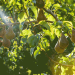 Bosc pears in the orchard hanging on a tree in the sun